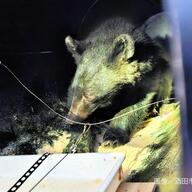 放獣クマの悲劇：山形から秋田へ、再び人里で捕獲