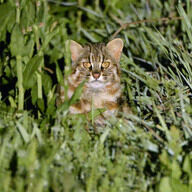 ツシマヤマネコに高濃度PFAS、影響調査が急務に