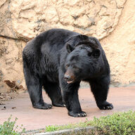 熊の駆除問題に迫る！命と農業の狭間で考えるべきこと