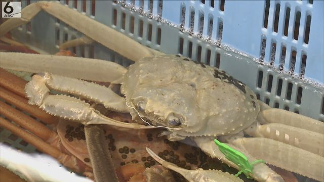 白いズワイガニ、水揚げ！香住漁港が生んだ海の奇跡