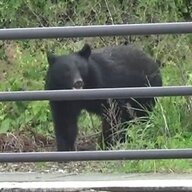 小国町の苦渋の選択：クマ駆除とハンター訴訟の真相