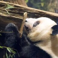 パンダ不在の衝撃！地域が直面する見えない課題とは？