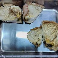 AI判定は信じられない？毒キノコによる食中毒の実話