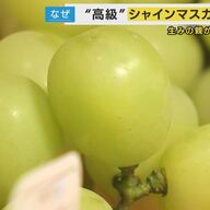 猛暑の影響で安くなった！シャインマスカットの今