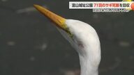富山城址公園での71羽のサギ大量死の真相とは？