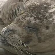 アザラシの鳥インフル感染、北海道での衝撃の発見