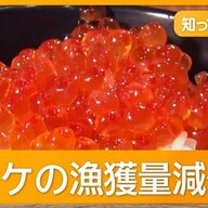 もう食べれない？イクラ高騰の真実とその影響