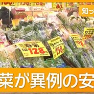 レタス価格下落の裏側に迫る！生産者の苦悩とは？