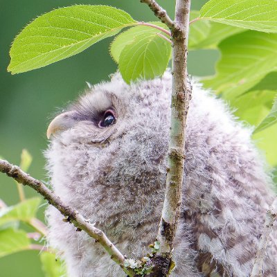 札幌市による閉園命令の背景と動物園の未来