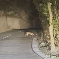 キョンの鳴き声が響く伊豆大島：社会問題化した現状