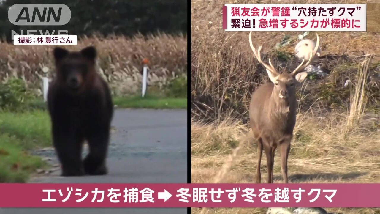 シカを狙う野生クマ：初撮影の瞬間に迫る