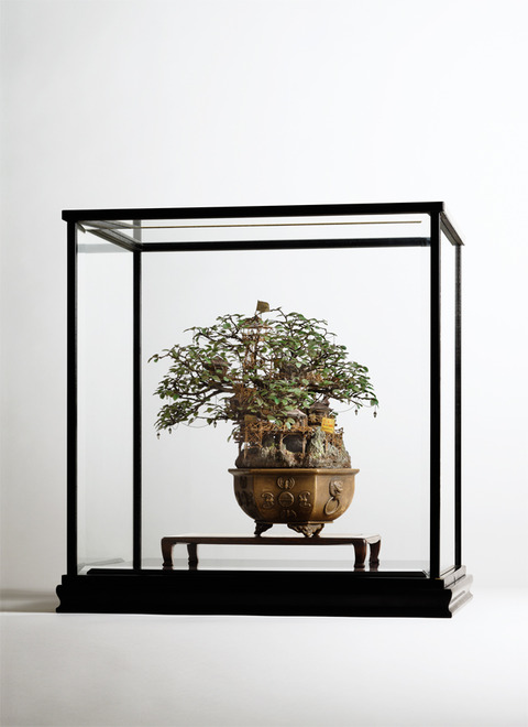 1_Aiba_Bonsai-A_view21