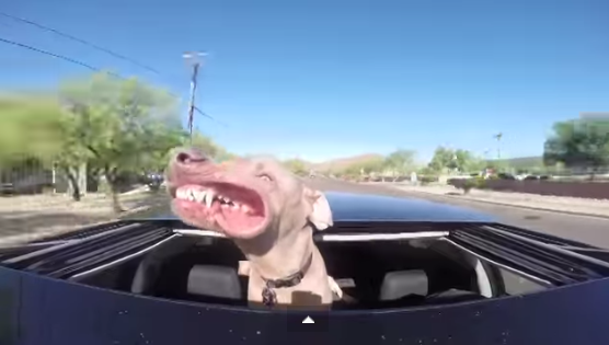 オープンカーに乗り 風を浴びながら走る犬の顔が 違う生物になってる 笑 Newsぴッくる