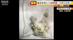 少年ら逮捕『大麻部屋』に中学生ら１０数人が出入り…“見張りをしたら無料で大麻” 大阪