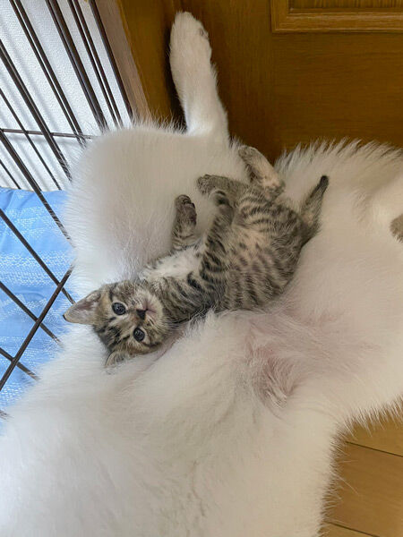 ユキちゃんのお腹の上でくつろぐ仔猫ちゃん（かもしかさん提供）