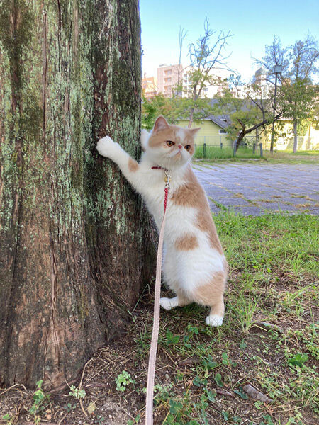 初めての公園でお散歩中のきなこさん（エキゾのきなこさん さん提供）