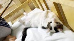 寝ようとしたらベッドが猫で定員オーバーに！ さらに猫が飛び込んできて大変なことに♪