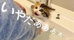 子猫「イヤー!!!」→「あれ……？」 初めてのお風呂で元保護子猫が見せた意外な反応に、飼い主もビックリ