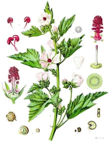 Althaea_officinalis_-_Kohler–s_Medizinal-Pflanzen-008