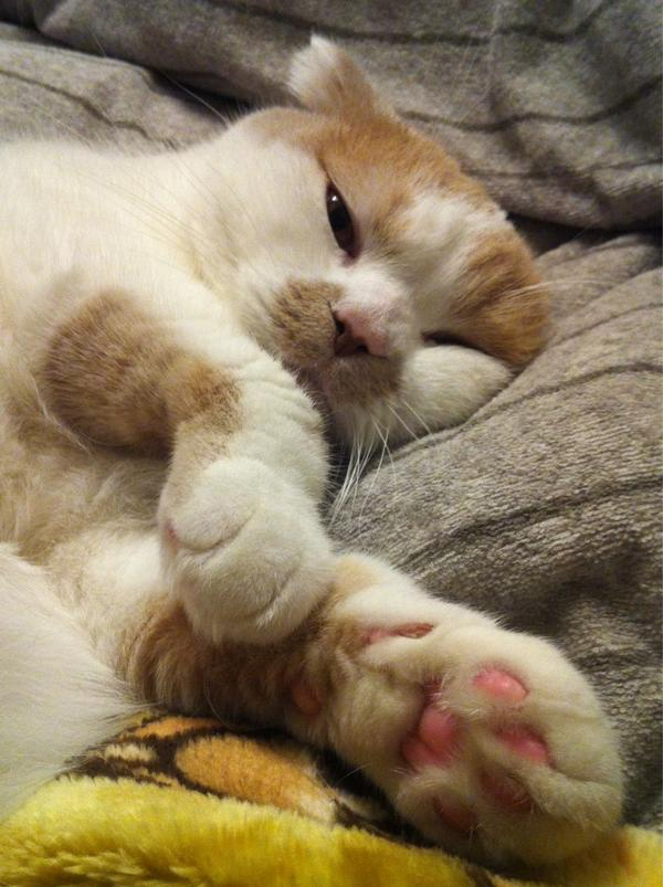 猫が石破茂幹事長に対して猛烈な反応 発狂する猫たちの画像まとめ Newsact 猫が石破茂幹事長に対して猛烈な反応 発狂する猫たちの画像まとめ Newsact