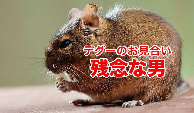 やはり本能なのか 小動物 デグーのオスの 残念な行動 から学ぶ オトコのあり方 Newsact やはり本能なのか 小動物 デグーのオスの 残念な行動 から学ぶ オトコのあり方 Newsact