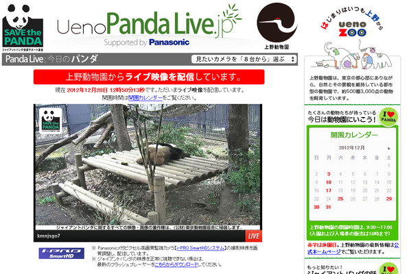 panda01