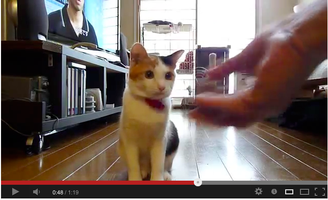 前世は犬か いややはり猫か 取ってこい をする猫 動画 Newsact 前世は犬か いややはり猫か 取ってこい をする猫 動画 Newsact