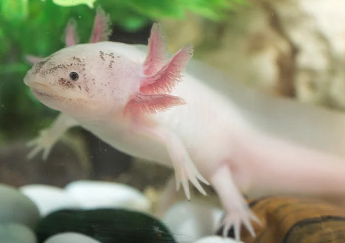 手足再生の可能性 ウーパールーパーから あにまるニュースʕ ᴥ ʔ