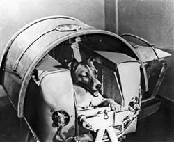 u W わんわんお 今日は初めて犬を乗せた衛星を打ち上げた日だお ニュー速でやるお u W わんわんお 今日は初めて犬を乗せた衛星を打ち上げた日だお ニュー速でやるお