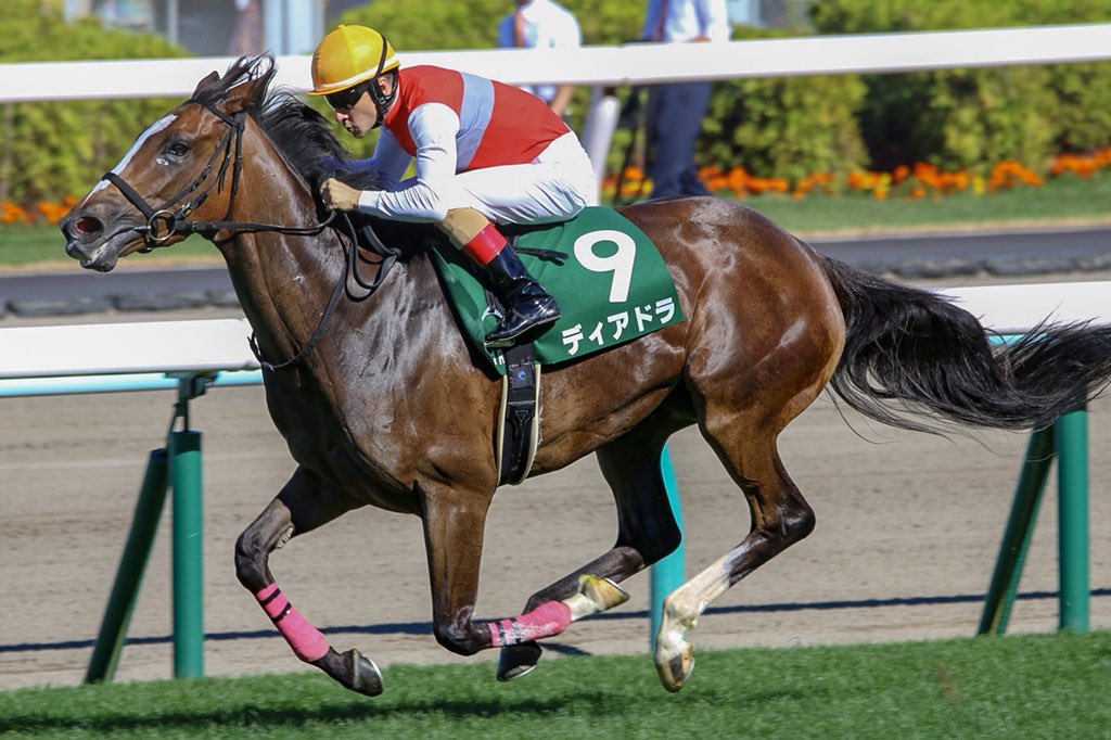 帰ってきたニュー速俺日記【競馬】アイビスサマーダッシュはダイメイプリンセスがV クイーンステークスはディアドラがVコメントする