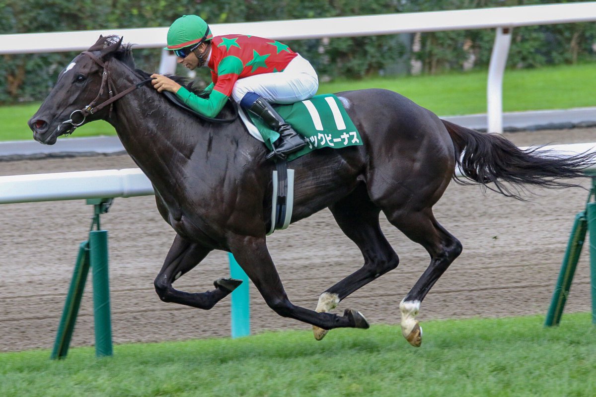 競馬 新潟2歳sはケイデンスコールがv キーンランドcはナックビーナスがv 帰ってきたニュー速俺日記 競馬 新潟2歳sはケイデンスコールがv キーンランドcはナックビーナスがv 帰ってきたニュー速俺日記