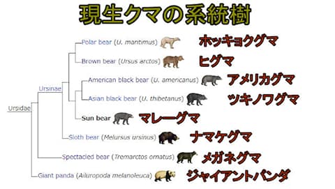 秋田の山中に出没したクマ　赤毛で大型の個体の目撃例