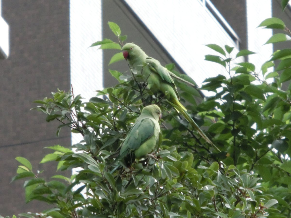 最高かつ最も包括的なワカケ ホン セイ インコ 寿命 最高の花の画像 最高かつ最も包括的なワカケ ホン セイ インコ 寿命 最高の花の画像