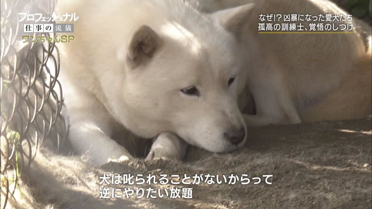 ベストオブ プロフェッショナル 仕事の流儀 犬 すべての動物の絵