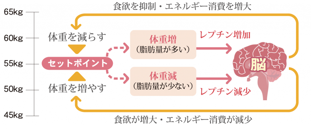 繰り返していたリバウンドと決別!? 食べても体重減を目指す３つの方法