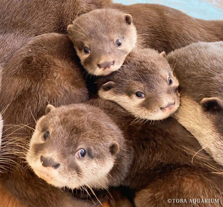 「元気に育つ名前を」コツメカワウソ3兄弟 名前募集中ｗｗｗｗｗｗ