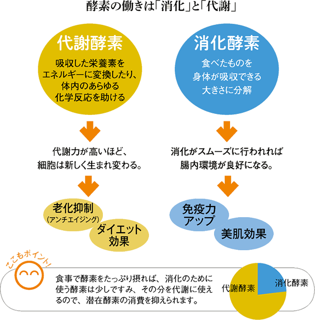 【酵素の魔法】　健康と美容のパートナー　体内で躍動する酵素の秘密