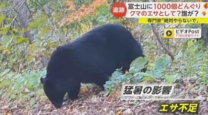 富士山　熊