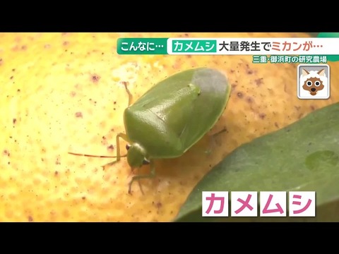 カメムシ