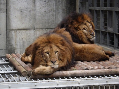 多摩動物公園 　