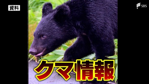 富士山 クマ