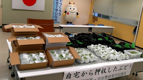 岡山 シャインマスカット 泥棒