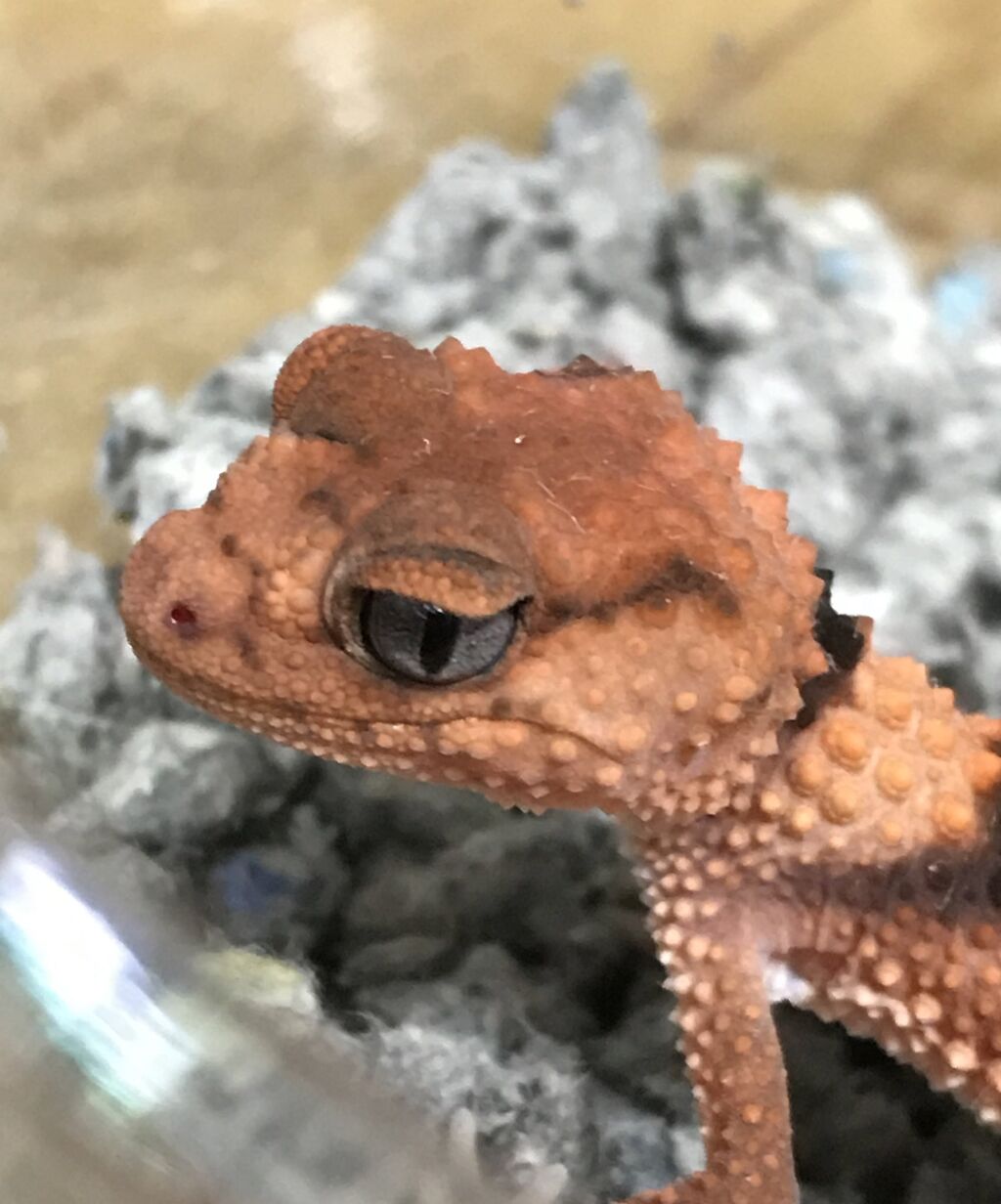 内田恭子 子どもが熱望で驚きのペットを購入 ファン悲鳴 ひー 飼えないとても ニューストゥデイ