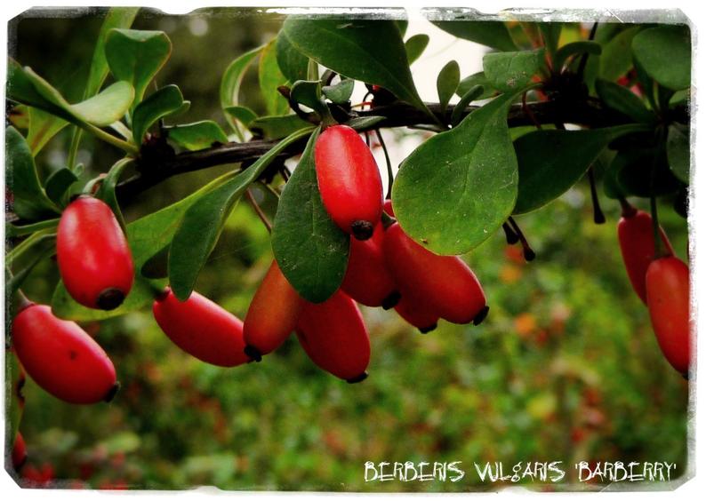 Berberis Vulgaris Specifications And Traditional Uses News Uncle