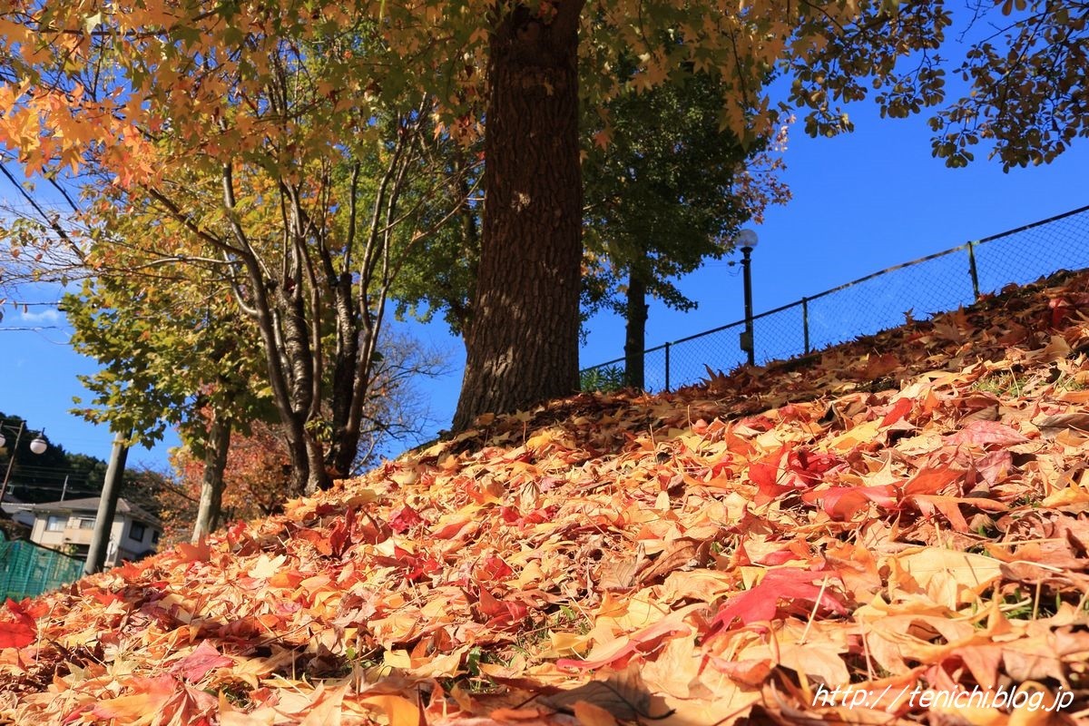 青空に映えるプラタナスの紅葉 Good Luck 青空に映えるプラタナスの紅葉 Good Luck