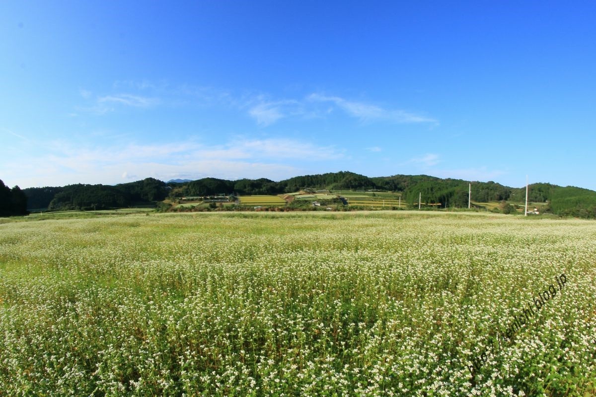 笠の蕎麦の花 Good Luck