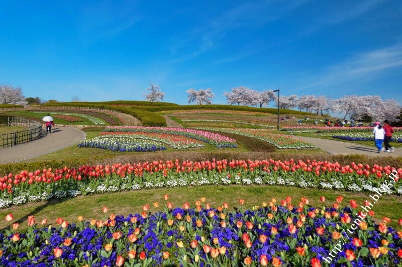 馬見丘陵公園の桜とチューリップ Good Luck 馬見丘陵公園の桜とチューリップ Good Luck