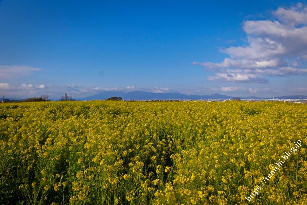 山の辺の道に咲く菜の花 : GOOD LUCK