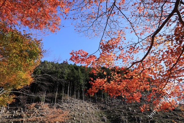 11_13_13(1)