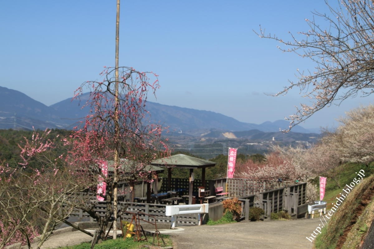 広橋梅林も見頃でした Good Luck 広橋梅林も見頃でした Good Luck